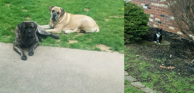 PETLIBRO Luma smart litter box representing the smart pet technology guide