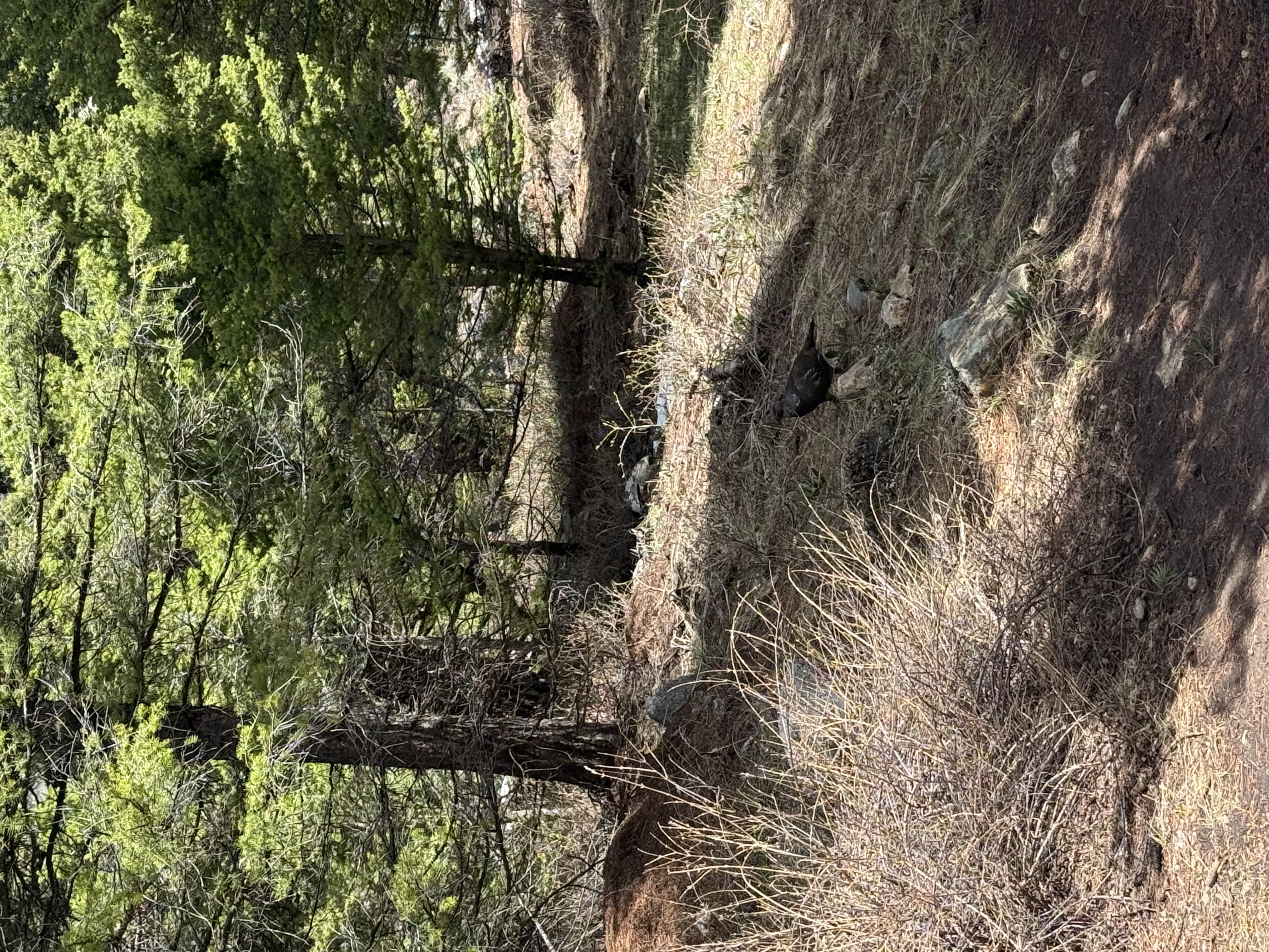 The sage grouse that charged us during our Beyond the Map's Edge treasure hunt